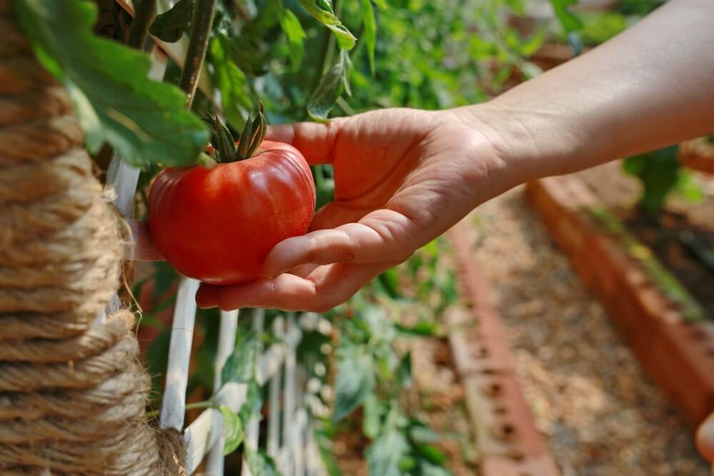 planter tomate